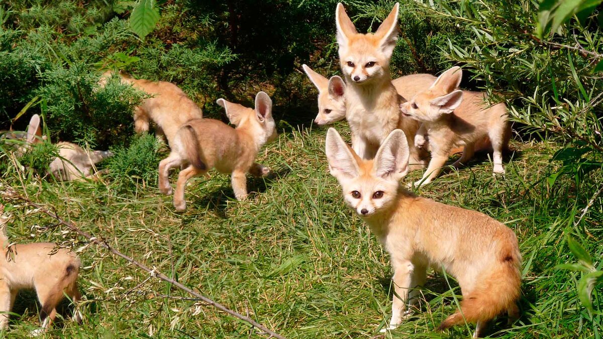 Какие животные обитают в россии и где. Больше-меньше "дикие животные" арт. Животные которые живут в саванне. Пазл educa специи (15524), 1000 дет. Лесные животные для детей.