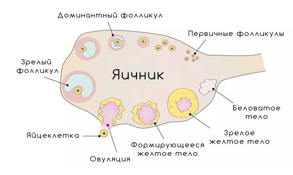 Доминантный фолликул в правом яичнике что это