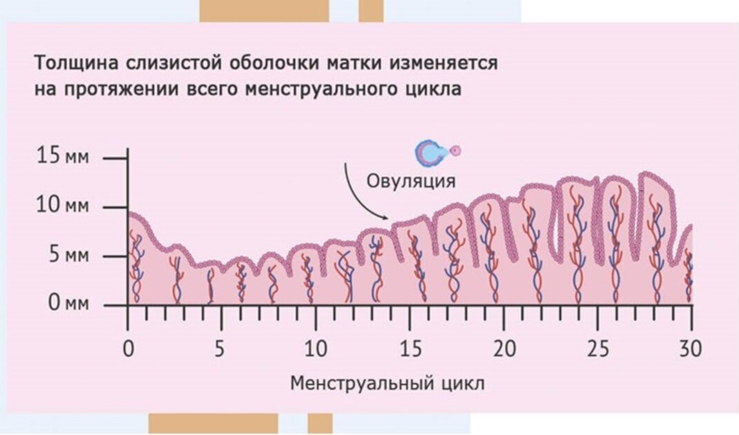 Эндометрий норма для зачатия. Эндометрий рецептивность эндометрия. Нормы эндометрия матки по дням цикла. Нормальный эндометрий на 6 день цикла. Норма эндометрия по фазам цикла.