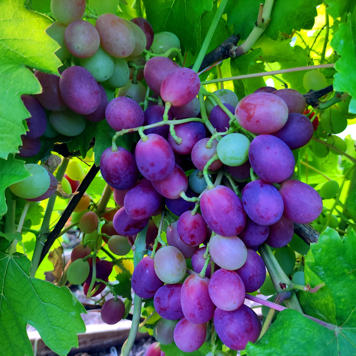 Начало окрашивания винограда