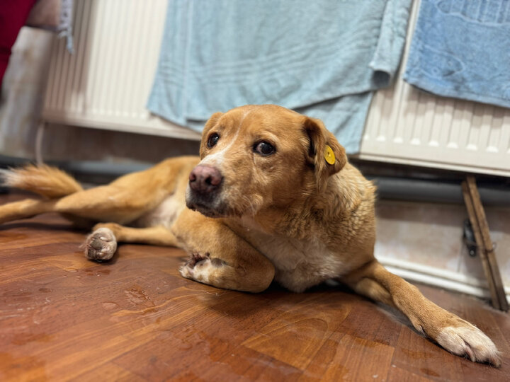 рассказ потеряшки. рассказ потеряшки. потеряшки рязань животные. калуга. потеряшки надпись.