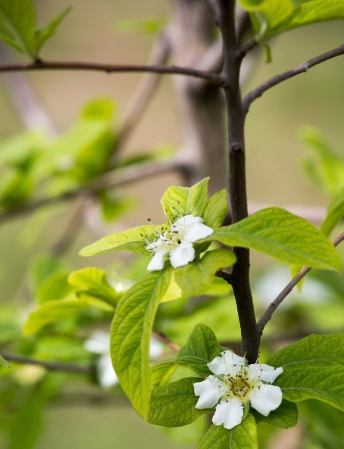 Мушмула домашняя. 