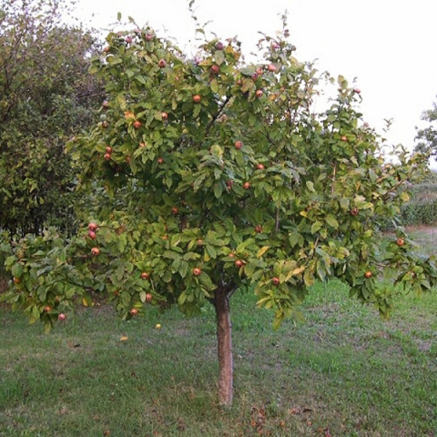 Мушмула германская. 