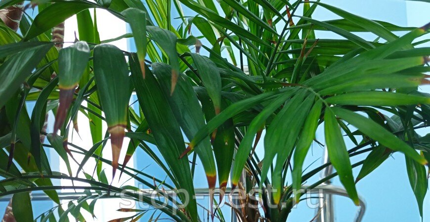 фото сайта https://stop-pest.ru