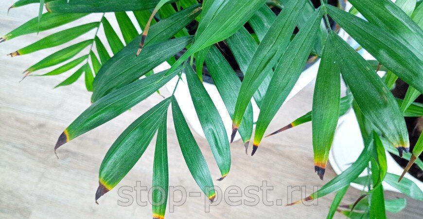 фото сайта https://stop-pest.ru