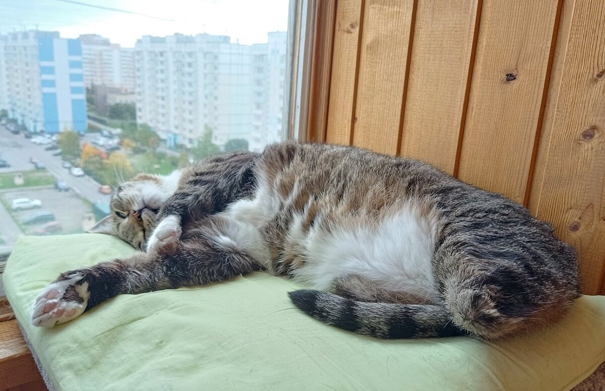 Ефим — котик без задних лап. Еще один череповецкий пациент Антона Копейкина. Фото: Наталья Воронцова. 
