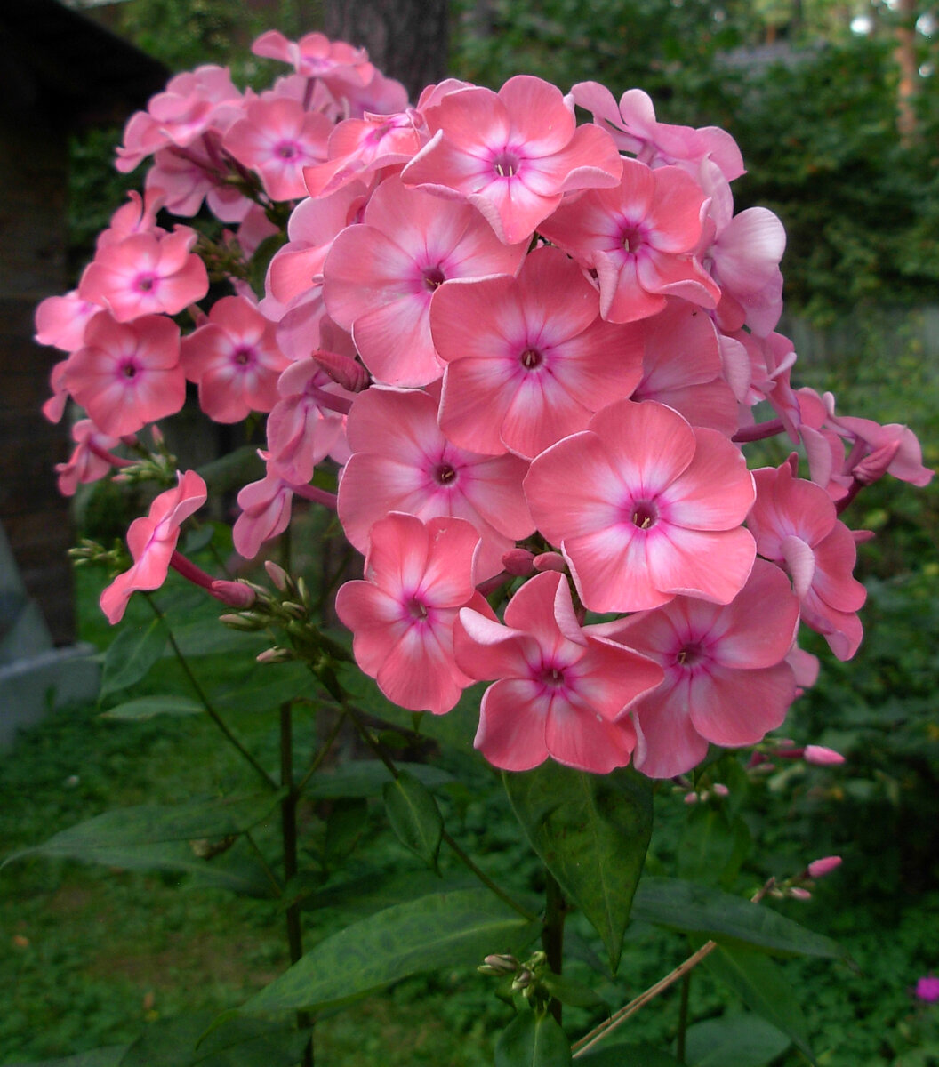 Фотографии сорта "Валентина Гаганова" из коллекции Шевляковой Ольги Борисовны