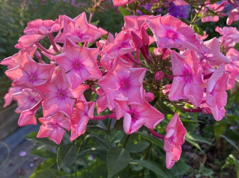 Фотография из статьи, взятая с просторов интернета