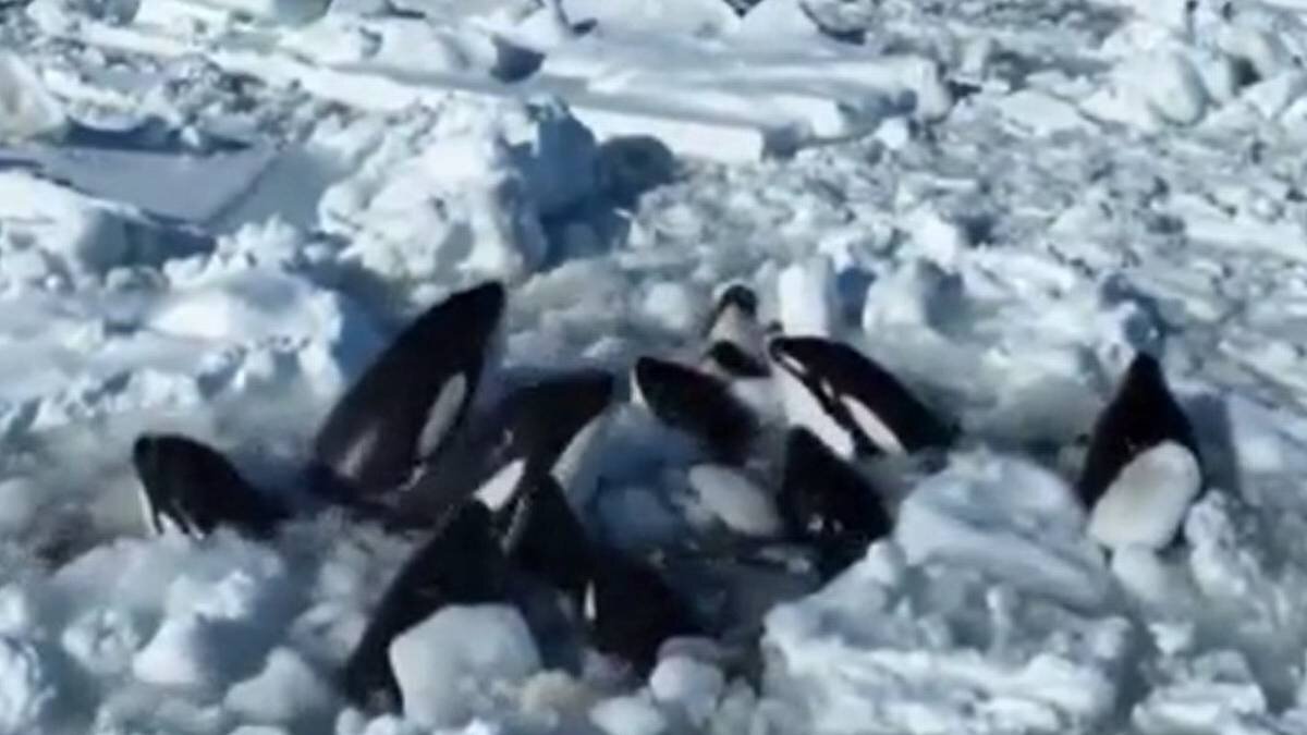    Фото: Скриншот с видео