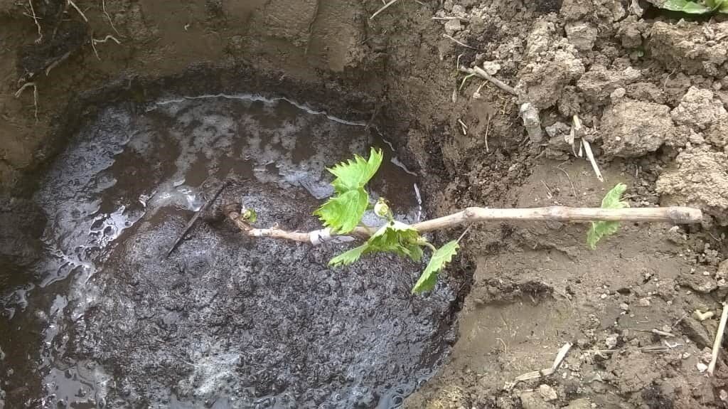Подземный капельный полив винограда. Полив кустов винограда. Капельный полив виноградника. Как поливать виноград после посадки. Посадка винограда однолетний.