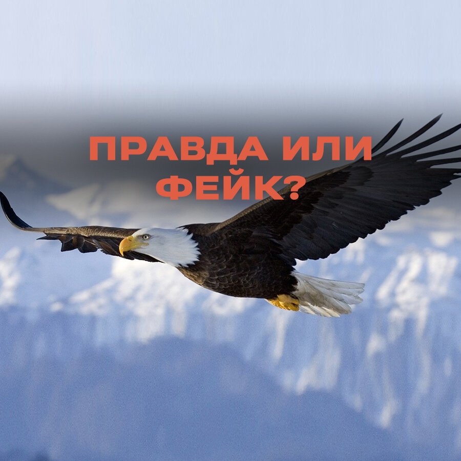 Правда ли, что орлы удаляют клювы, когти и перья, чтобы продлить свою жизнь  | Лапша Медиа | Дзен