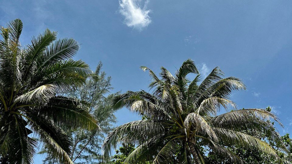 Пальмы на голубом небе