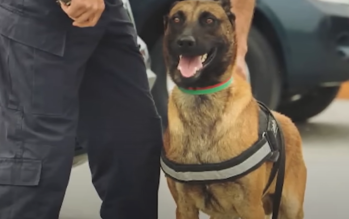 Прошло уже более пяти лет с тех пор, как Рекси отправился на «пенсию». Он был замечательной служебной собакой. О его способностях до сих пор ходили легенды.-6