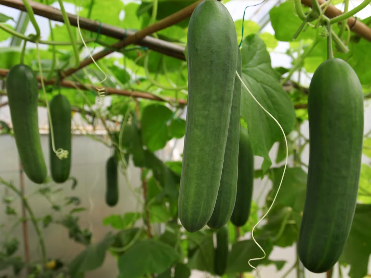 Огурец сорт изящный фото. In the Greenhouse cultivated cucumber. Landgurke.