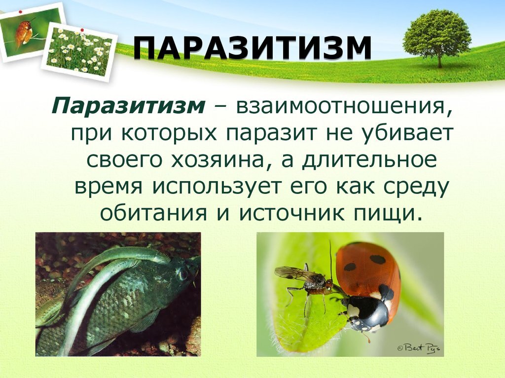 паразитизм