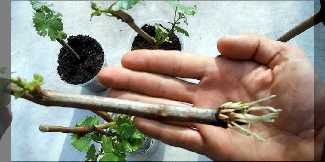 100% результат укоренения винограда в феврале: февраль самое подходящие время для черенкования винограда