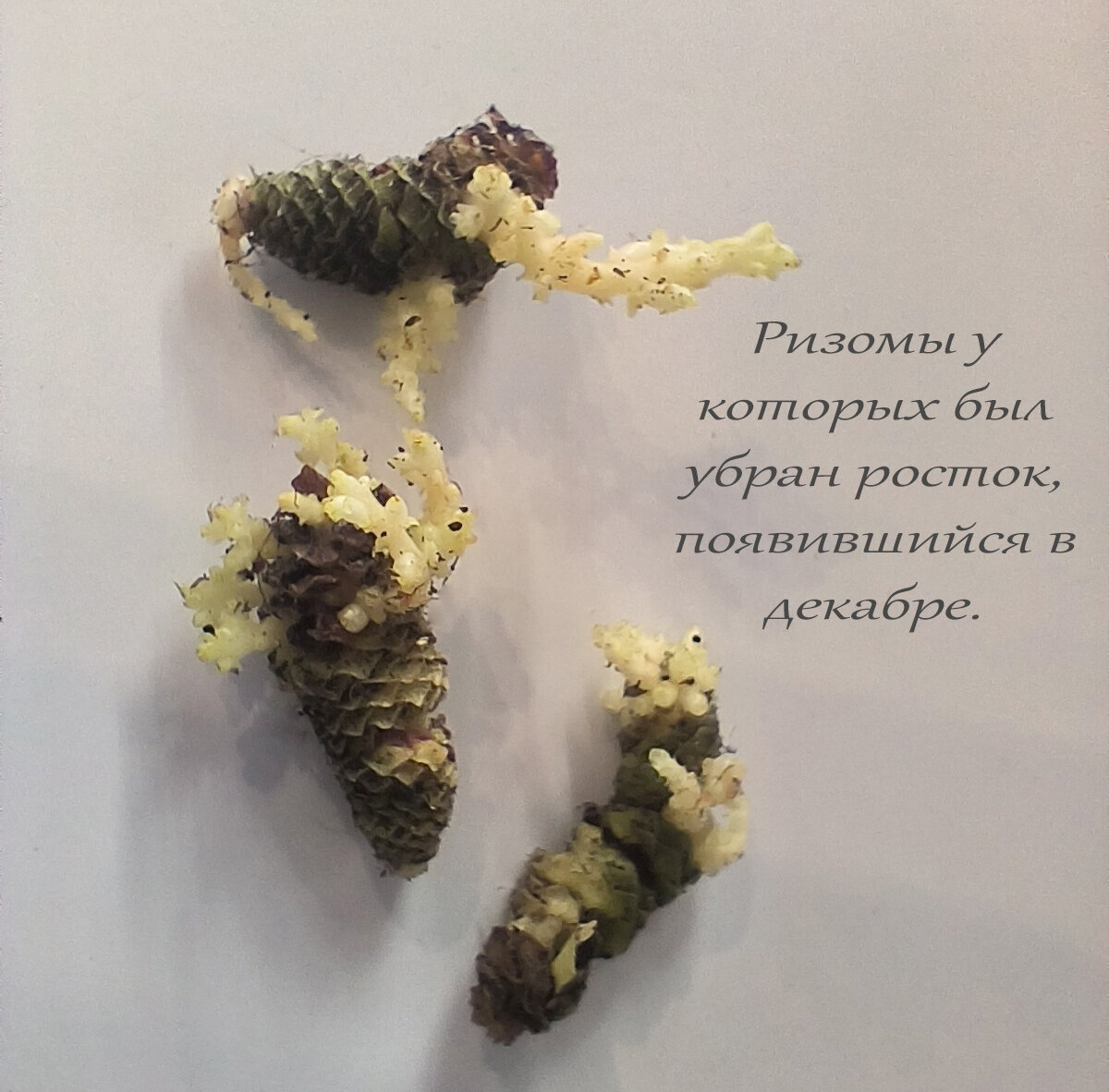 Фото от 7 января. С одной ризомы будет много побегов, а значит пышный, плотный куст.