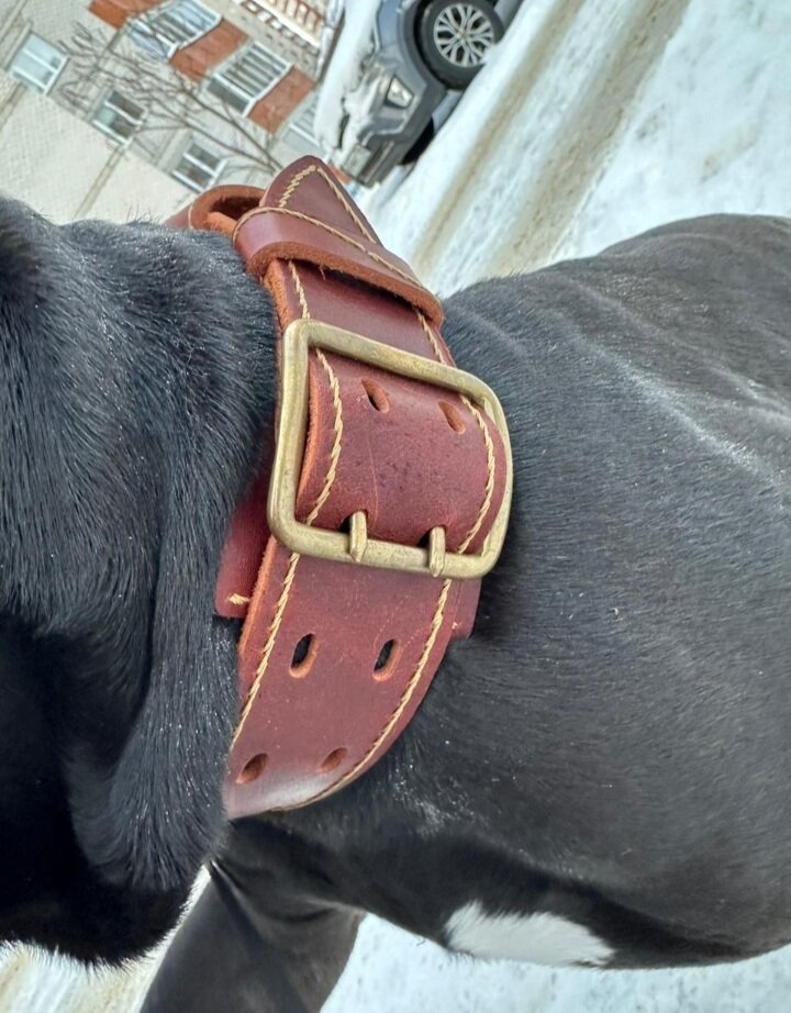 Фотографии владельца собаки 