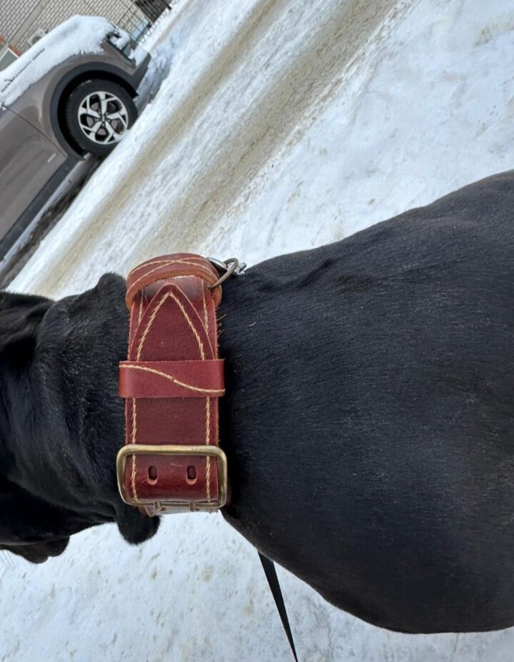 Фотографии владельца собаки 