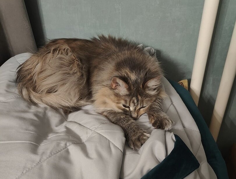 ано центр помощь. логотипы для организаций помогающие больным. центр помощи 5. центр помощи семье и детям. логотип помощь людям.