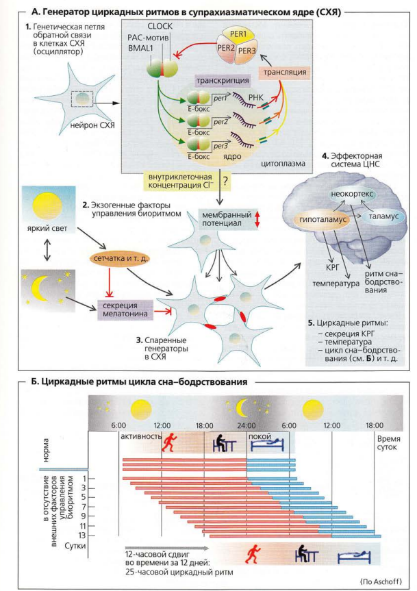 Циркадный ритм контролируется центральными часами, расположенными в супрахиазматическом ядре, и часовыми генами (молекулярными часами), расположенными во всех клетках. 