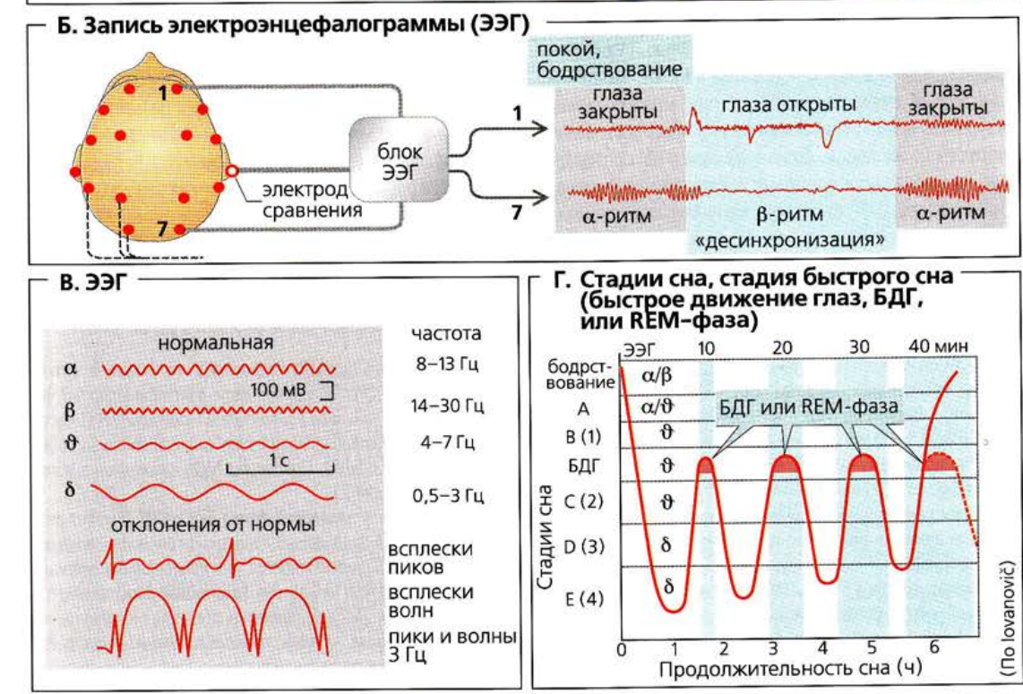 Физиологически взрослым людям необходимо 7–9 часов сна. В западных культурах обычное время сна — между 22:00 и 12:00, а пробуждение — в 6–8:00. Обычно люди засыпают в течение 30 минут, но могут существовать минимальные вариации в зависимости от социально-экономических условий. 
