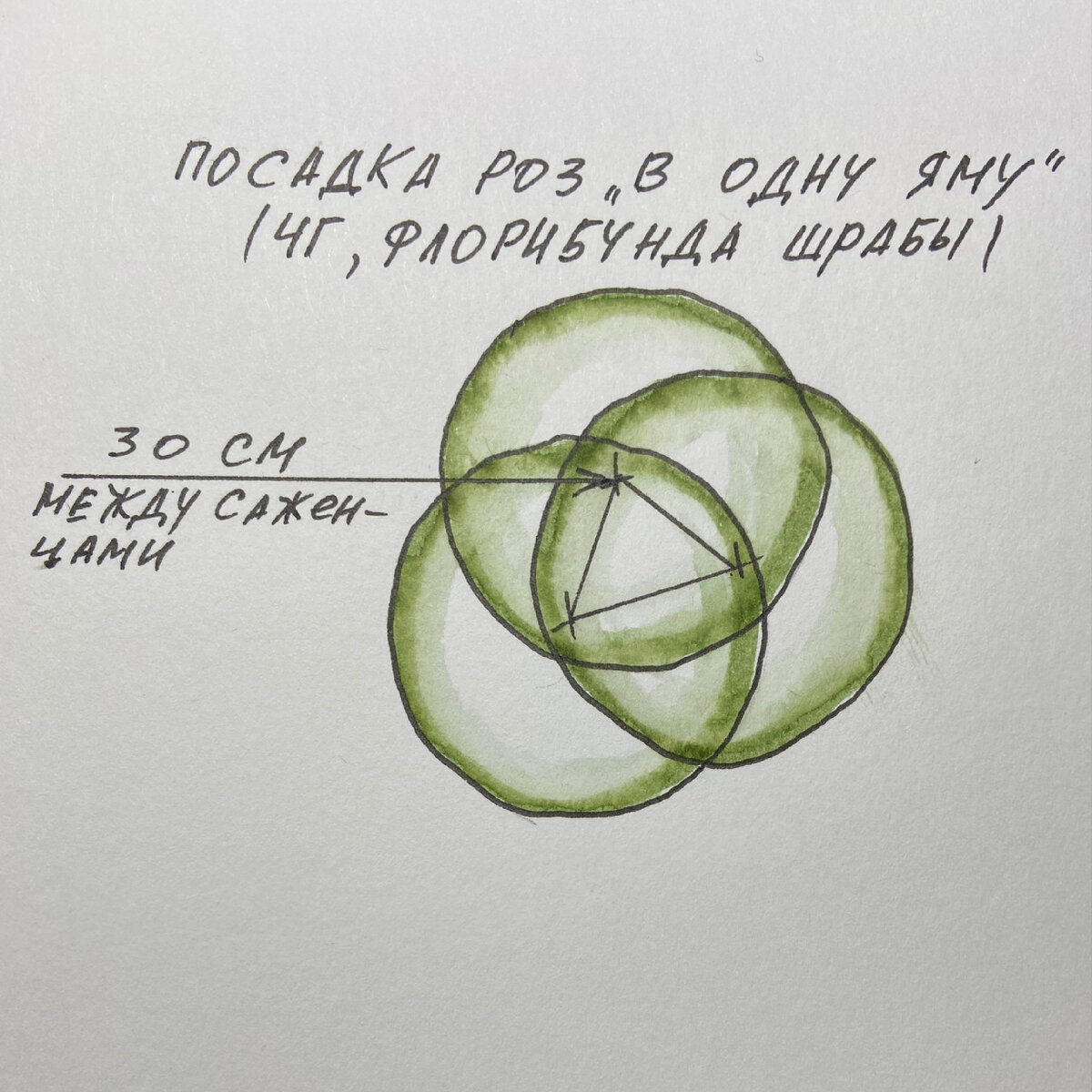 Посадка роз в одну яму