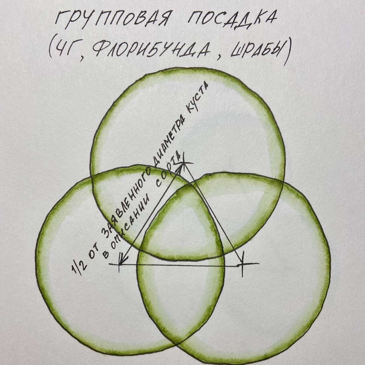 Групповая посадка роз
