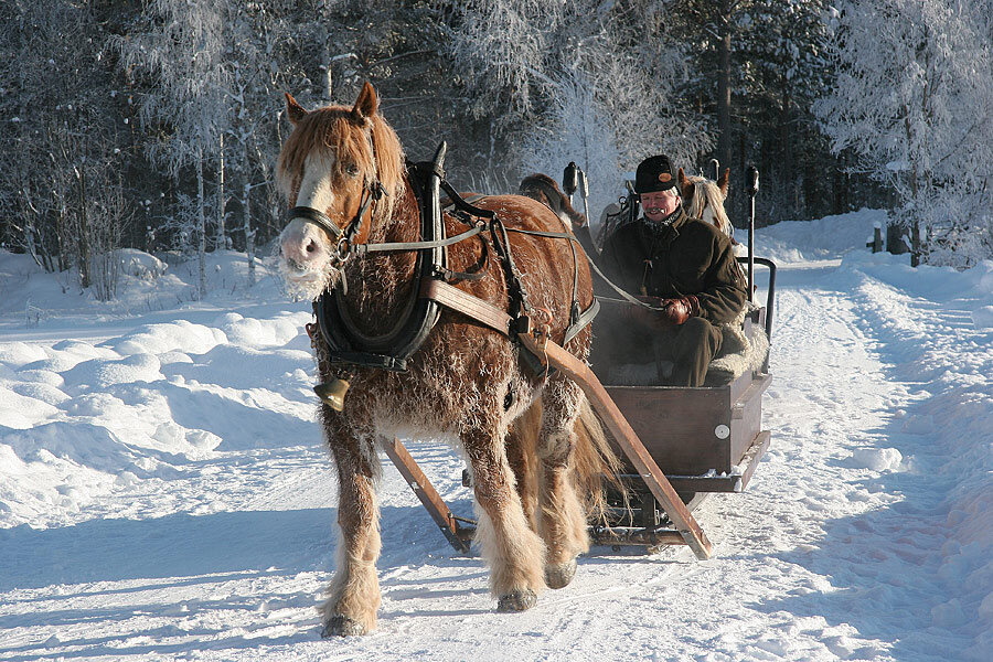 Лошадь запряженная в сани