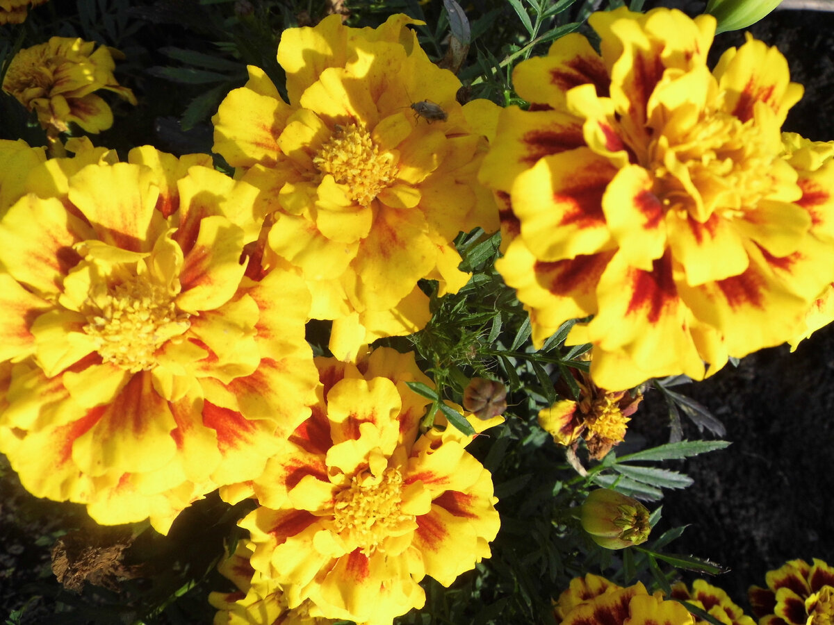 падежи русского языка таблица с вопросами и окончаниями. вспомогательные вопросы к падежам в русском языке таблица. склонение слова цветы. цветущий сад падежи. цветущий сад падежи.