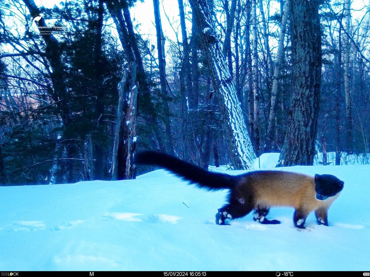    Фото Заповедное Приамурье (vk. comzapovedamur)