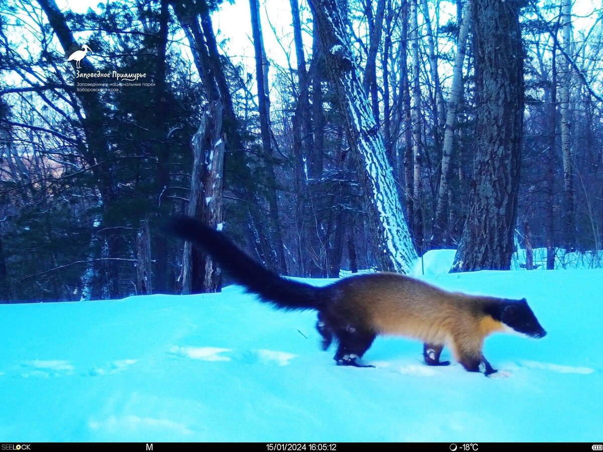    Фото Заповедное Приамурье (vk. comzapovedamur)