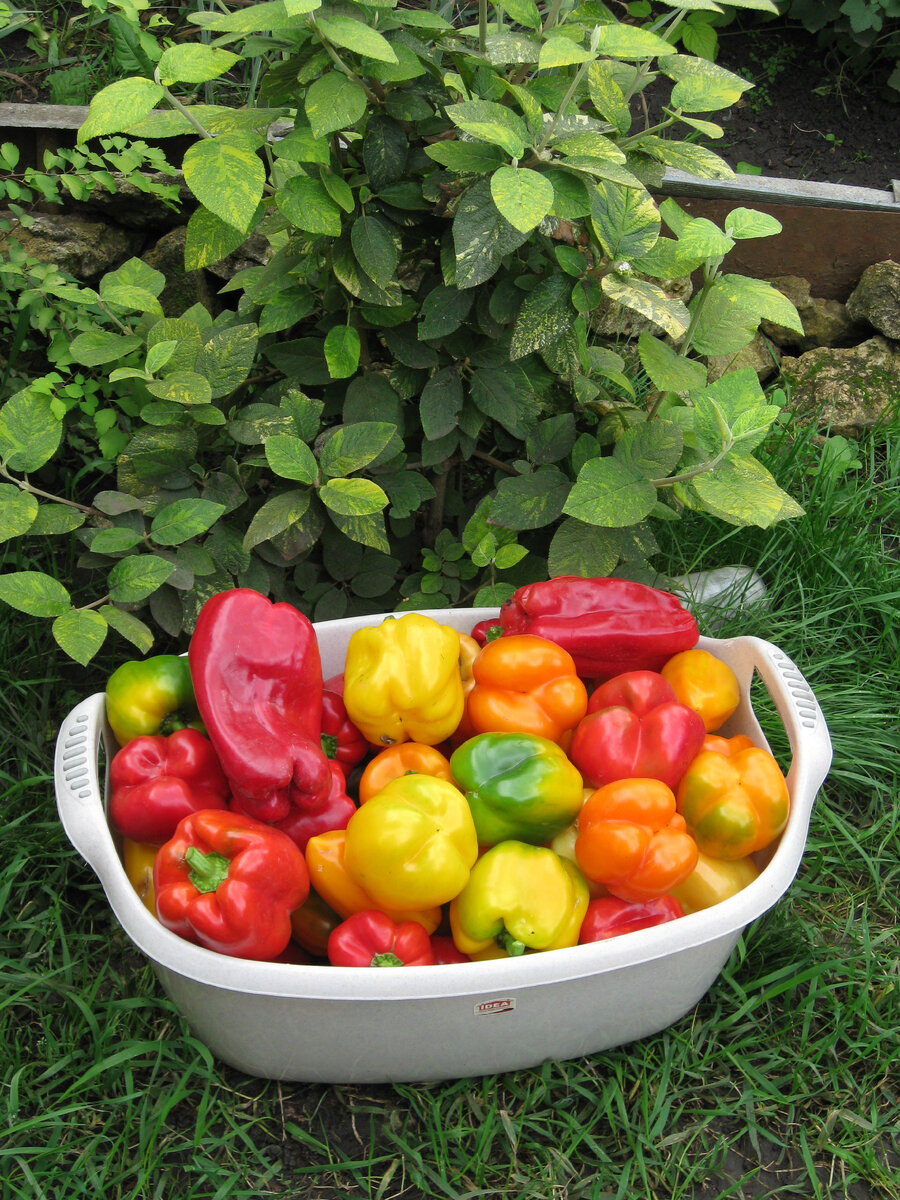 Красавцы! Разные, но такие вкусные и ароматные на все случаи жизни