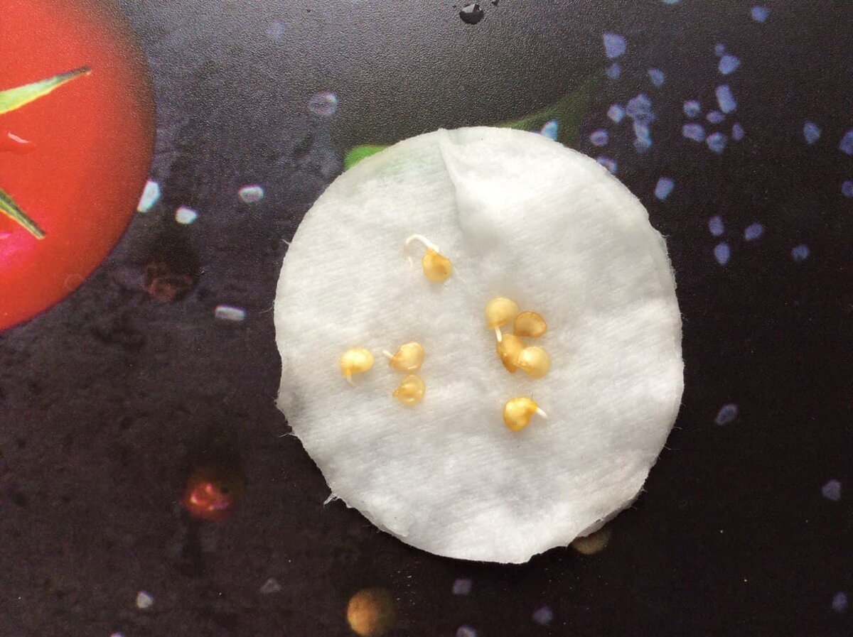 Проращивание семян перцев перед посевом