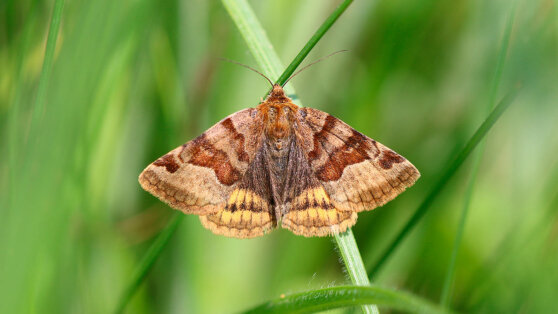    В Томске разработали биоинсектицид для защиты сельскохозяйственных растений от вредителей Ирина Петрова