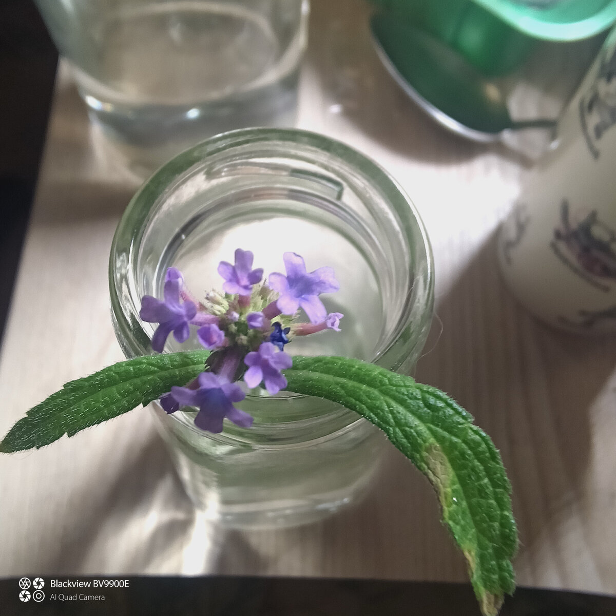 Цветет и радует