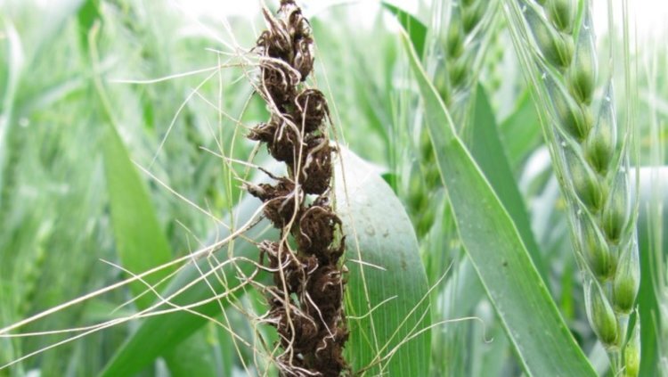    Пыльная головня на ячмене и как с ней бороться