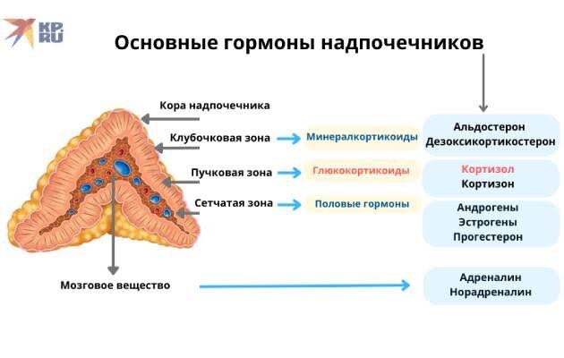 Проекцию надпочечников