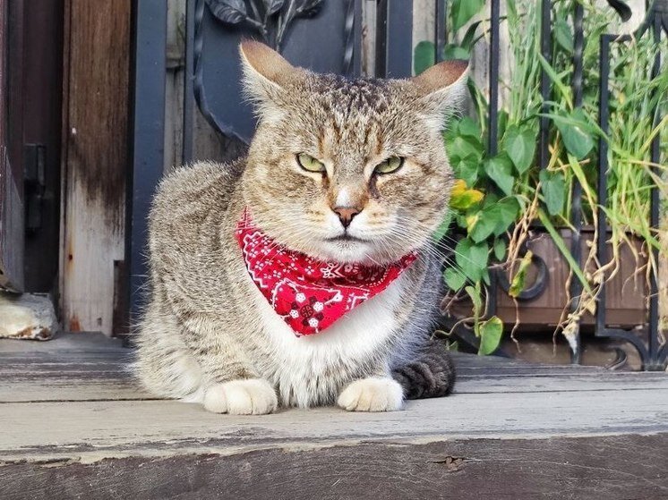     Фото:МК в Калининграде