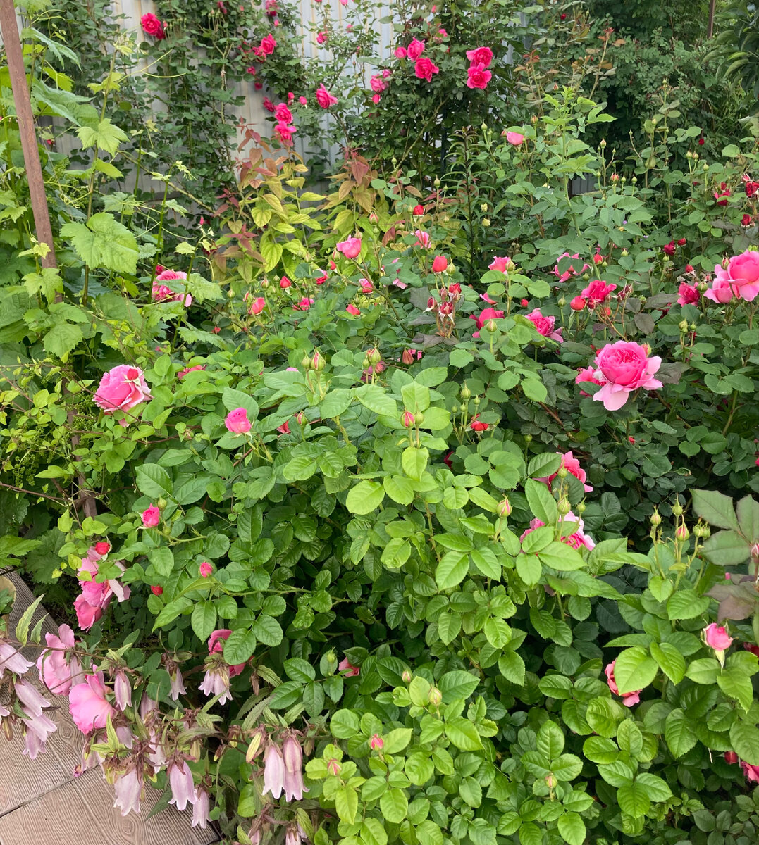 Колокольчик точечный Перпл Сеншейн и роза Боскобель