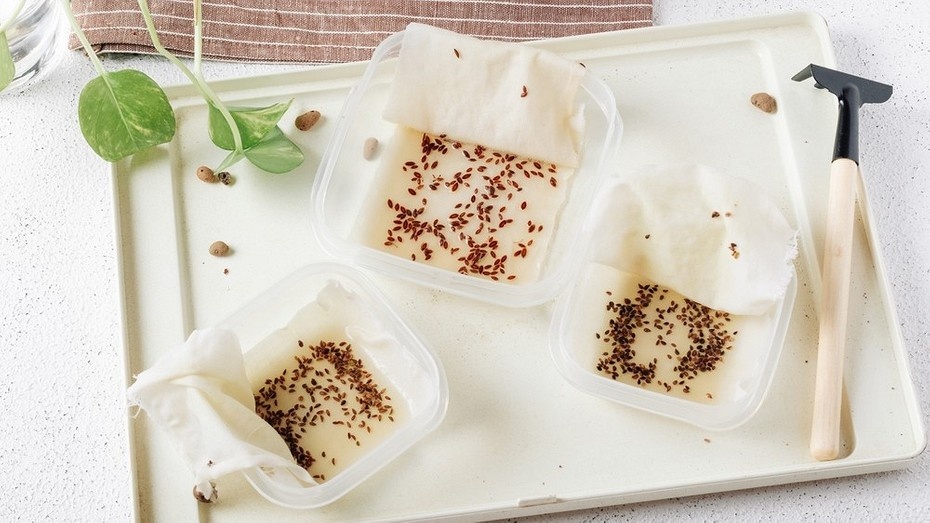 В чем и как замачивать семена перед посевом: 9 проверенных средств для лучшего урожая