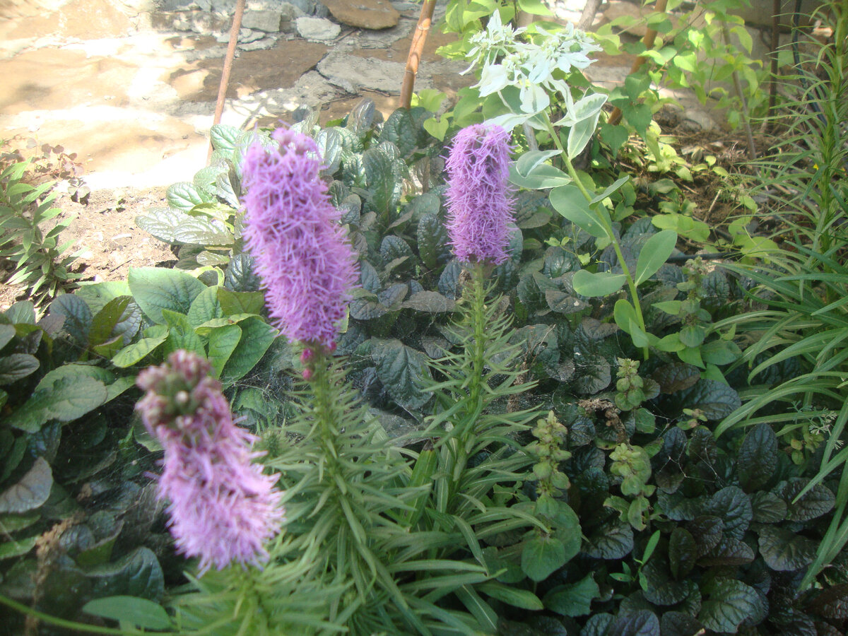 один из моих лиатрисов