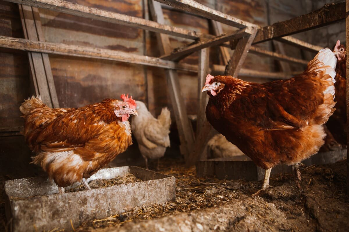 Вентиляция в птичнике или курятнике для здоровья птицы 🐔 | Курочка | Дзен