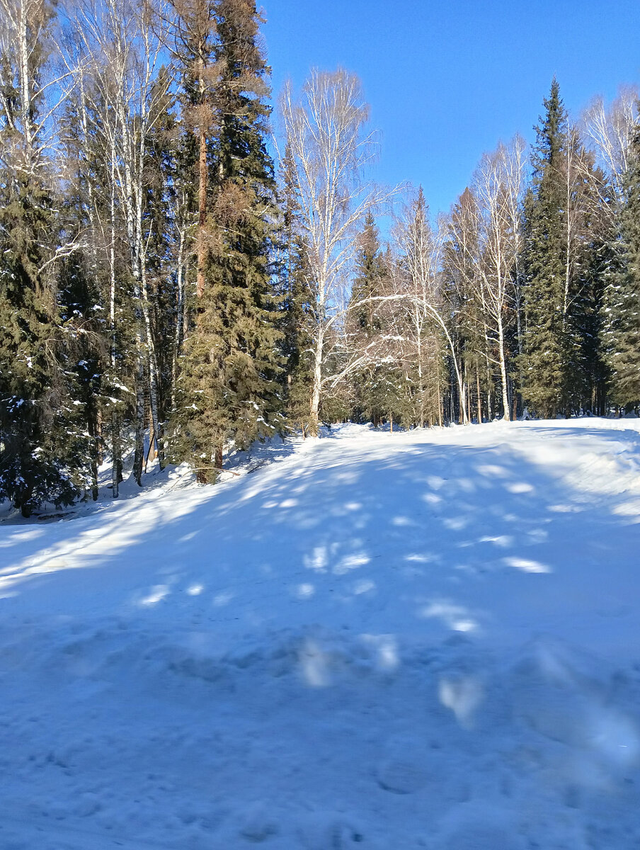 Смешанный лес .