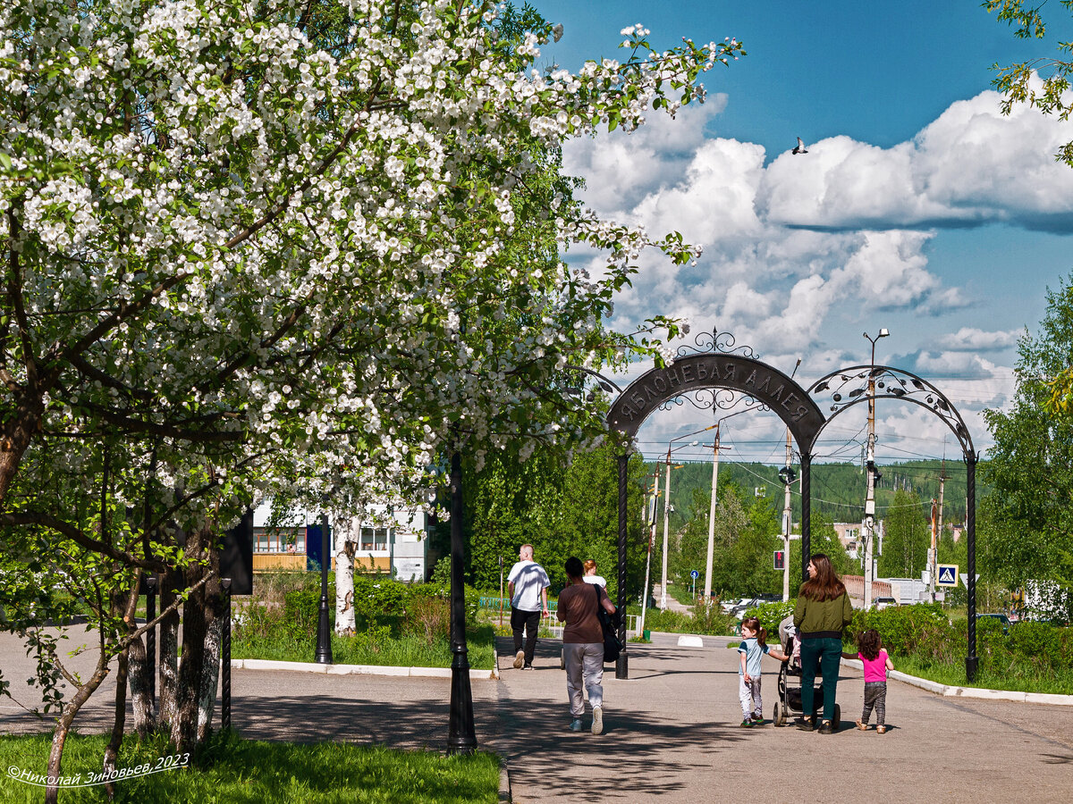 Яблоневая аллея в Ухте