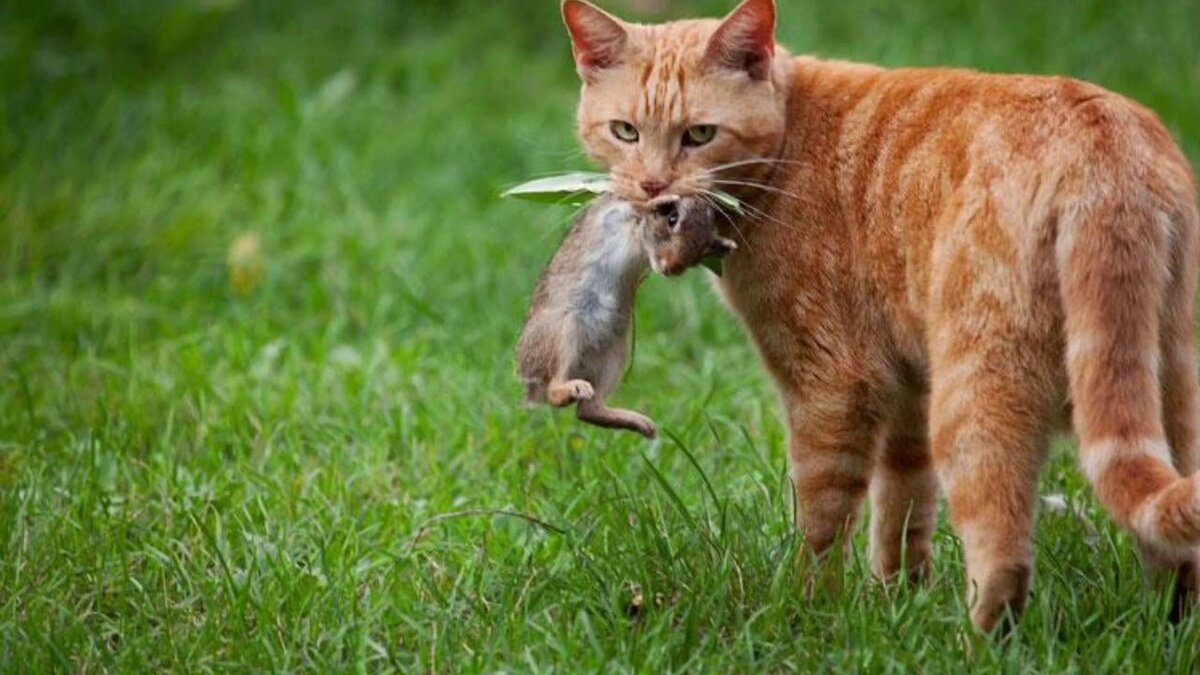 Раньше (листайте галерею)