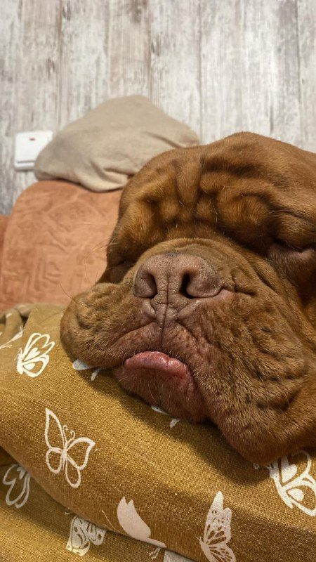 Спящего Арчушку вам)))