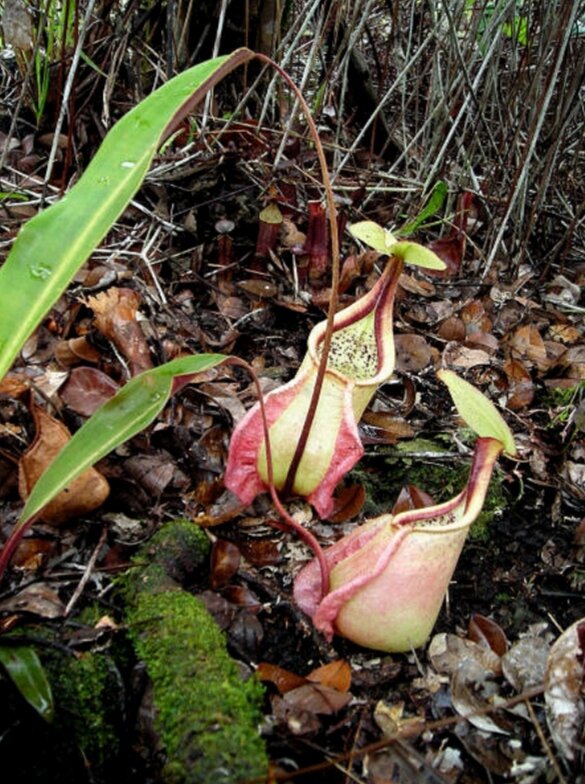 Нижние кувшины Nepenthes rafflesiana с хорошо выраженными крыльями.