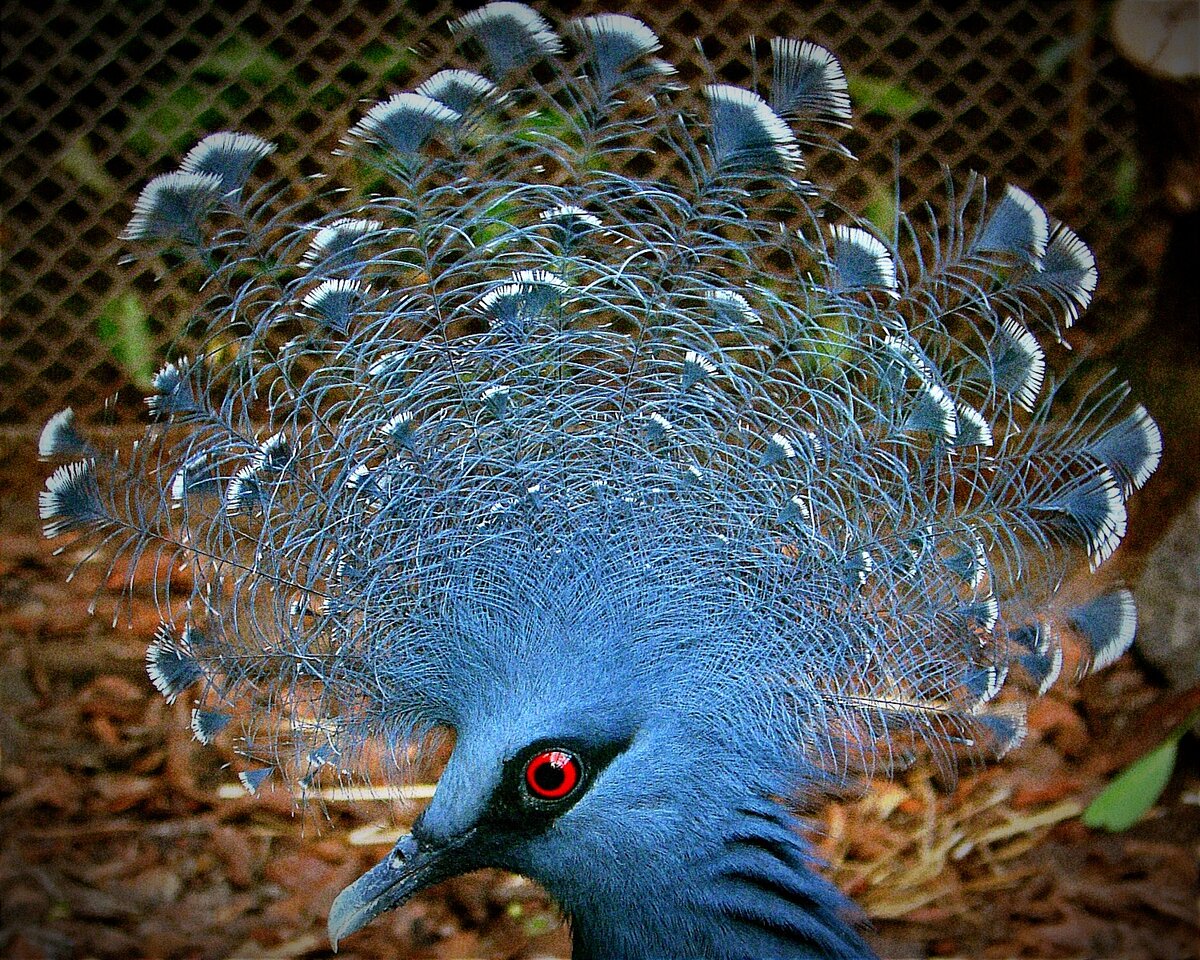 Я - венценосная особа! ФОТОГРАФИИ И ИЛЛЮСТРАЦИИ ВЗЯТЫ ИЗ ОТКРЫТЫХ ИСТОЧНИКОВ И ПРИНАДЛЕЖАТ ИХ АВТОРАМ,