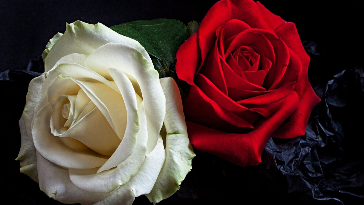 Красные розы. Розы красные и белые. Две розы. Бел розы для моей черной сестры